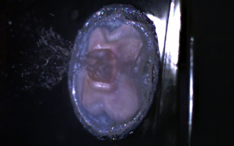 Illustration for article titled This is bullet-proof human skin - made from spider silk and goat milk. Yes, really.